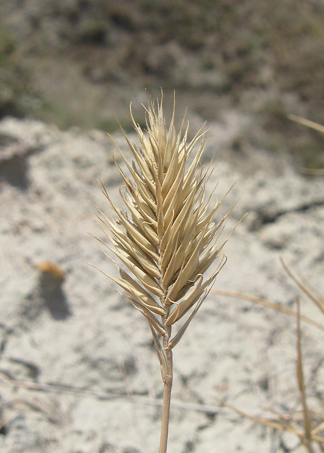 Изображение особи Agropyron pinifolium.