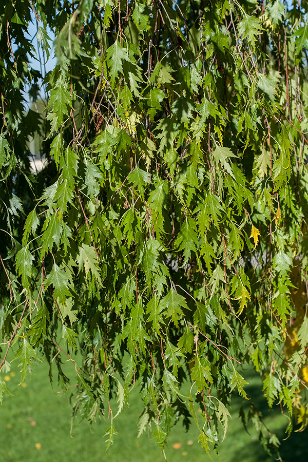 Image of Betula pendula f. dalecarlica specimen.