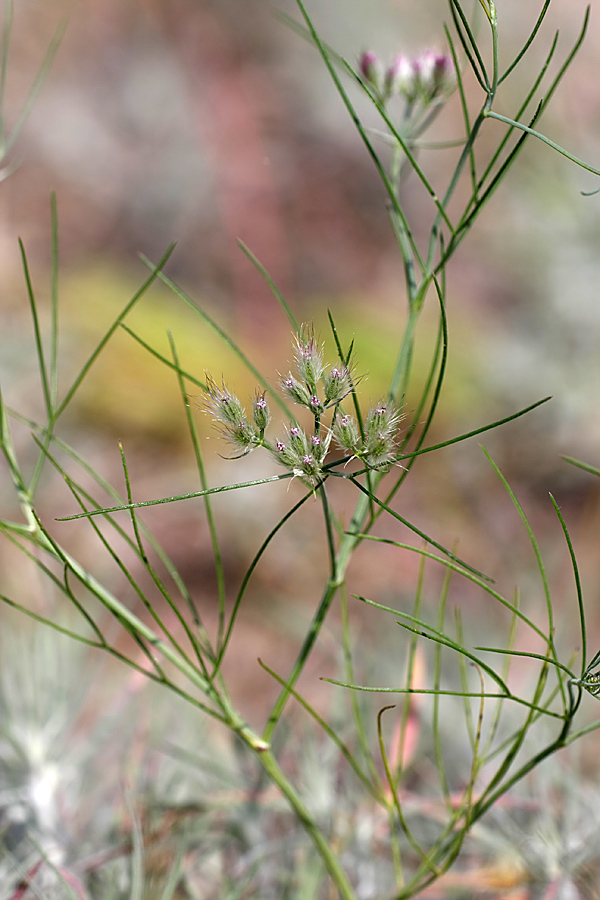 Изображение особи Cuminum setifolium.