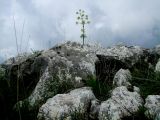 Ferula communis. Цветущее растение на камне. Израиль, верхняя Галилея, окр. г. Цфат. 24.03.2011.