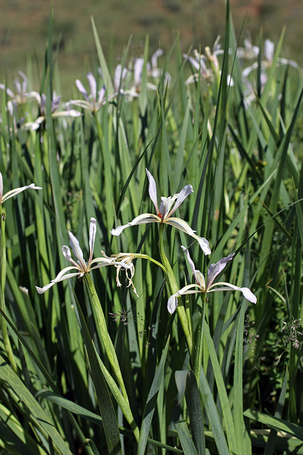 Изображение особи Iris sogdiana.