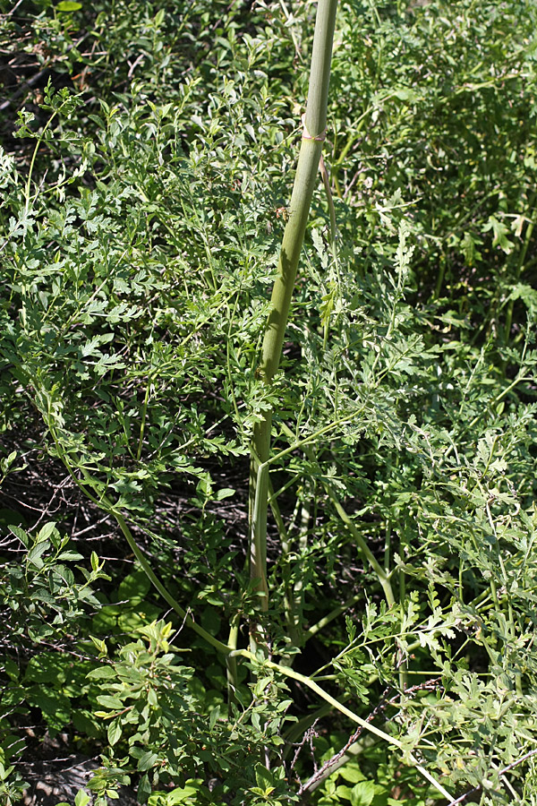 Изображение особи Ferula kirialovii.