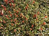 Diapensia obovata