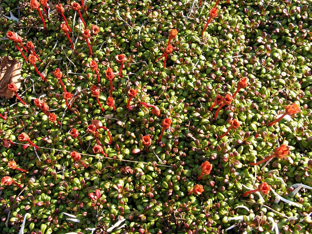 Image of Diapensia obovata specimen.