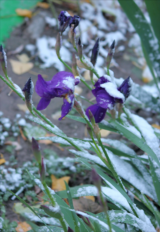 Изображение особи Iris germanica.