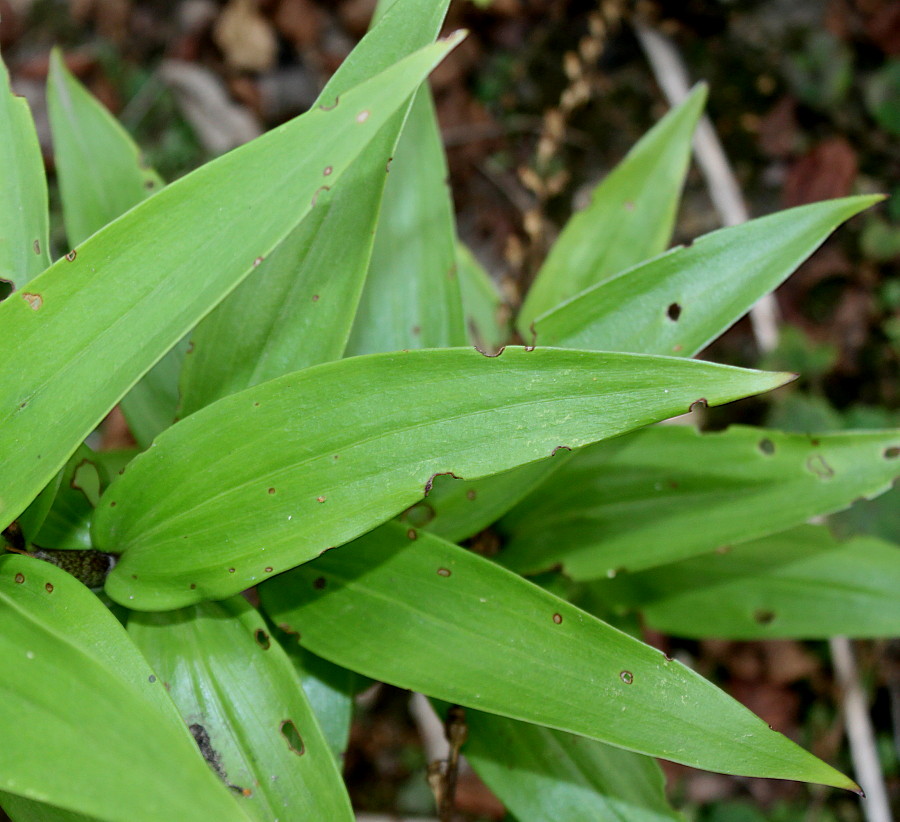 Image of Lilium henryi specimen.