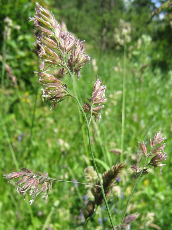 Image of Dactylis glomerata specimen.