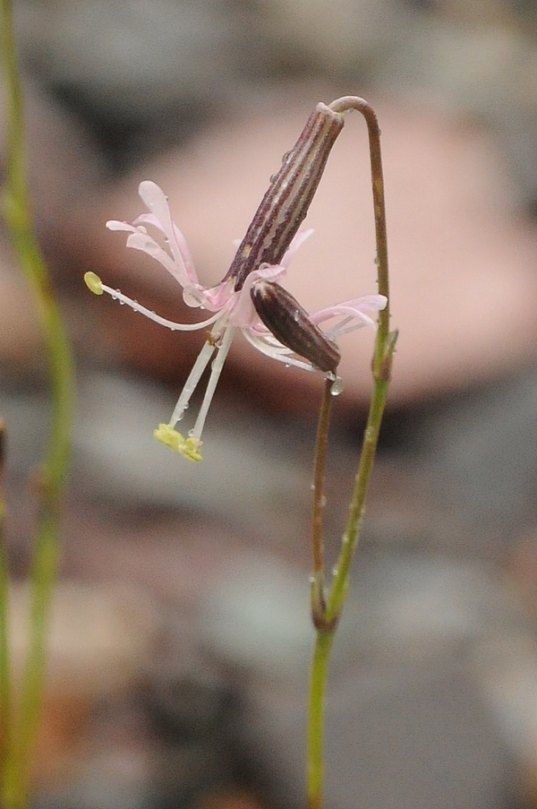 Изображение особи Silene lithophila.