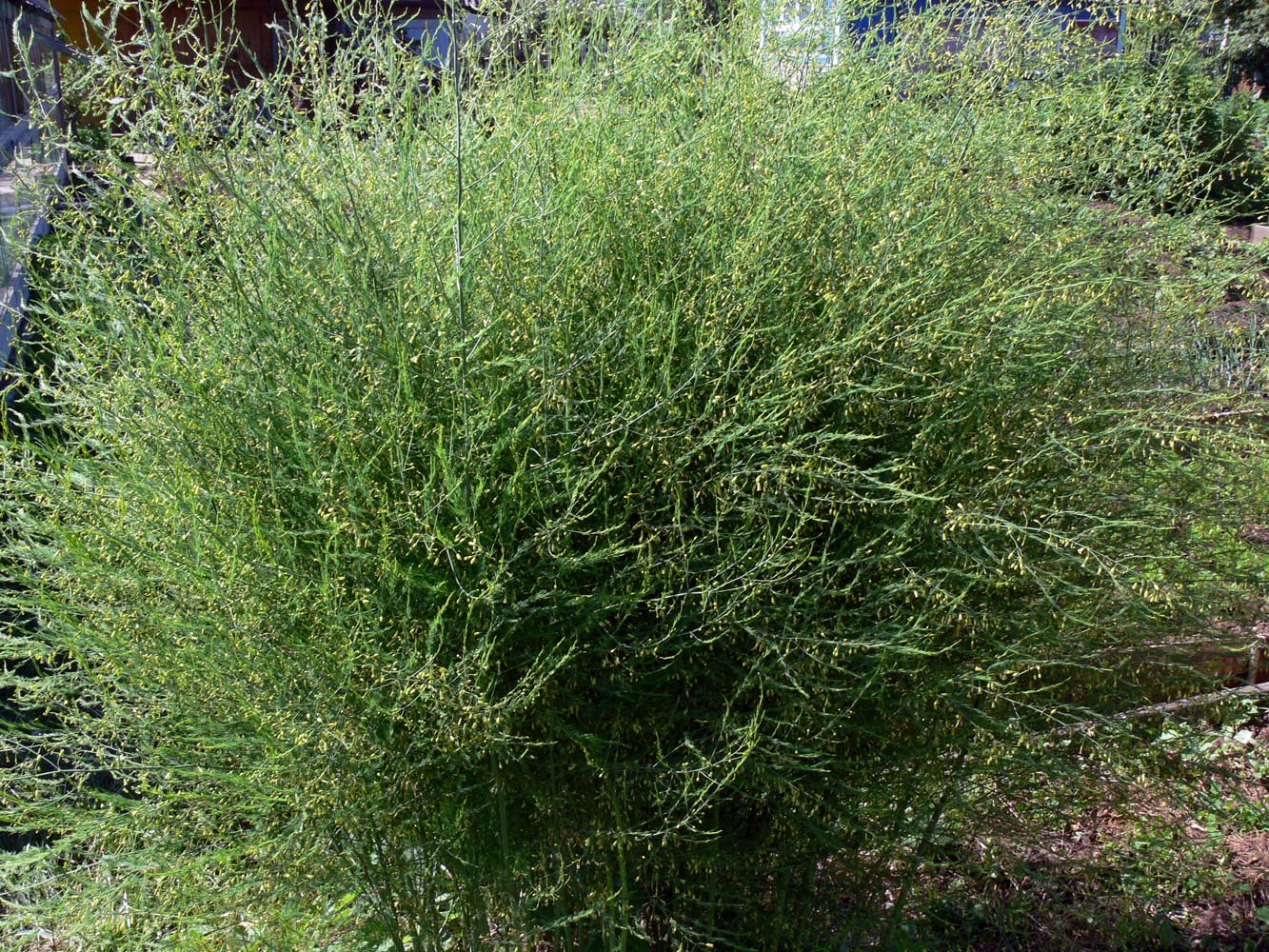 Изображение особи Asparagus officinalis.