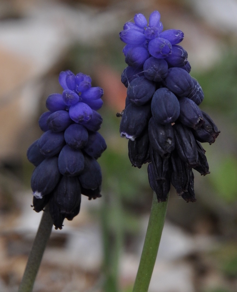 Изображение особи Muscari neglectum.