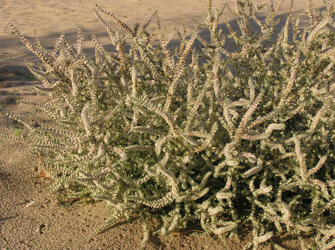 Изображение особи Salsola tragus.