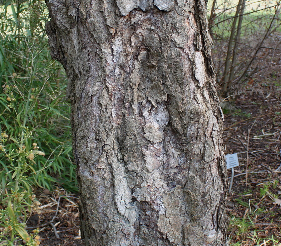 Изображение особи Nothofagus obliqua.