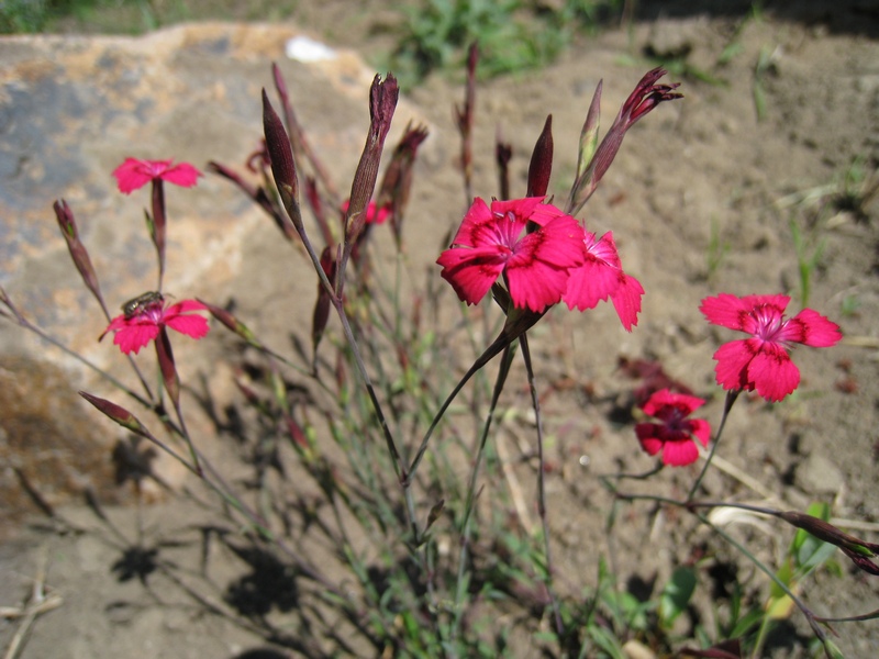 Изображение особи Dianthus deltoides.