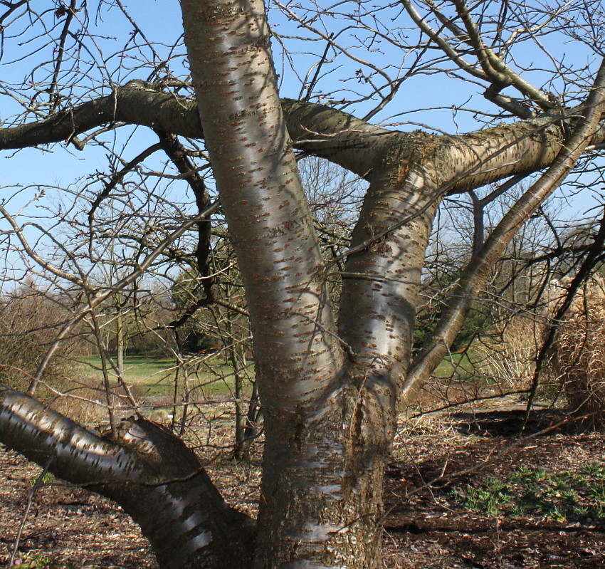 Image of Prunus serrulata specimen.