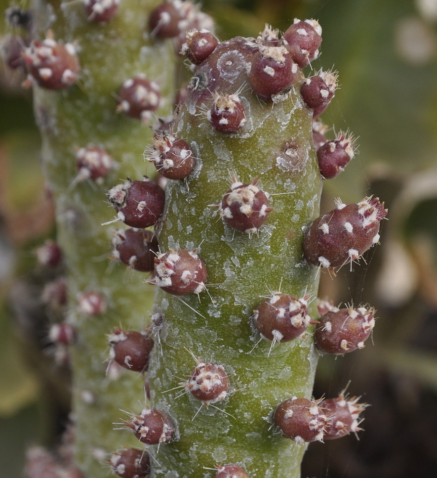 Изображение особи Austrocylindropuntia subulata.