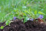 Viola collina