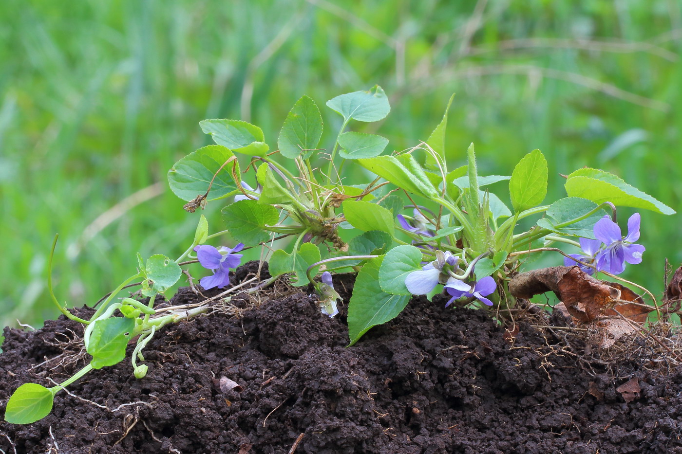 Image of Viola collina specimen.