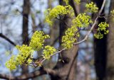 Acer platanoides. Верхушка ветви с соцветиями. Московская обл., г. Железнодорожный. 03.05.2010.