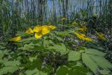 Hylomecon vernalis