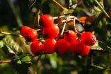 genus Sorbus