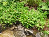 Pulmonaria filarszkyana