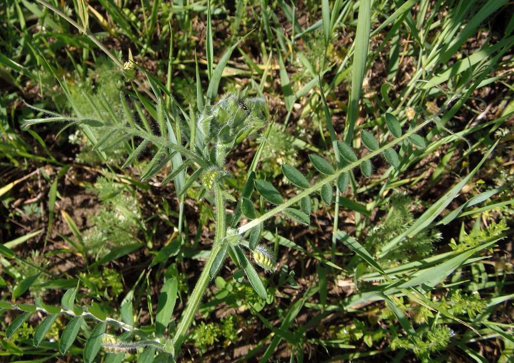 Изображение особи Vicia villosa.