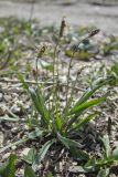 Plantago lanceolata