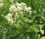 Cardaria draba