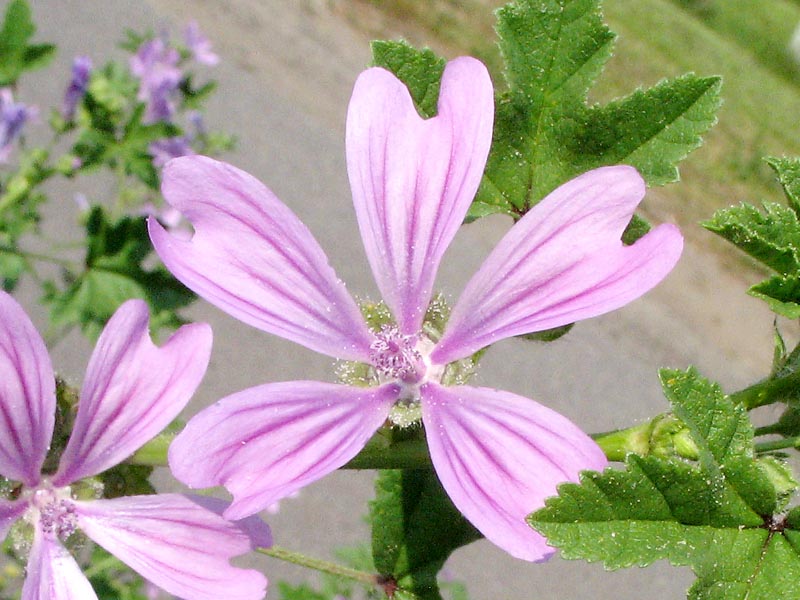 Image of Malva sylvestris specimen.