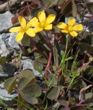 Oxalis corniculata. Цветущее растение. Германия, г. Дюссельдорф, Ботанический сад университета. 04.05.2014.