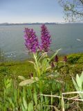 Dactylorhiza aristata