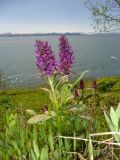 Dactylorhiza aristata