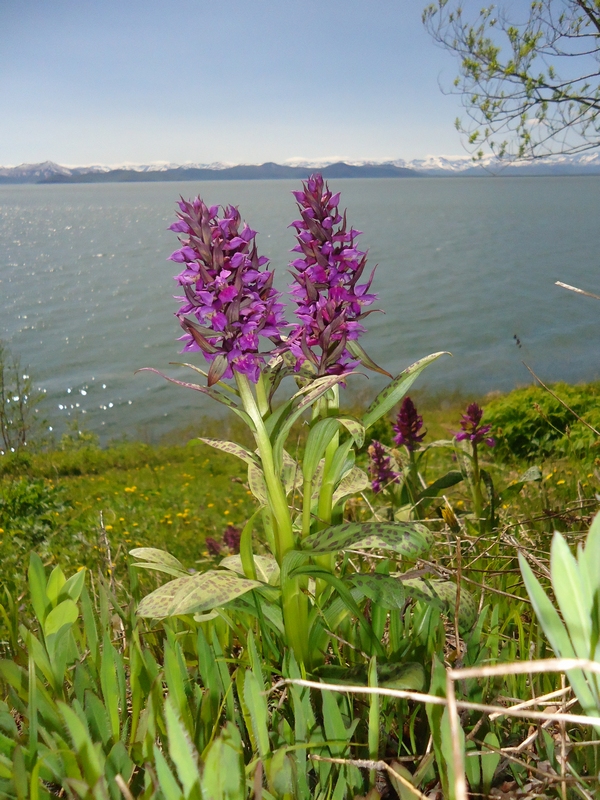 Image of Dactylorhiza aristata specimen.