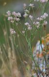 Asperula tenella