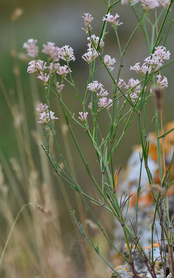 Image of Asperula tenella specimen.