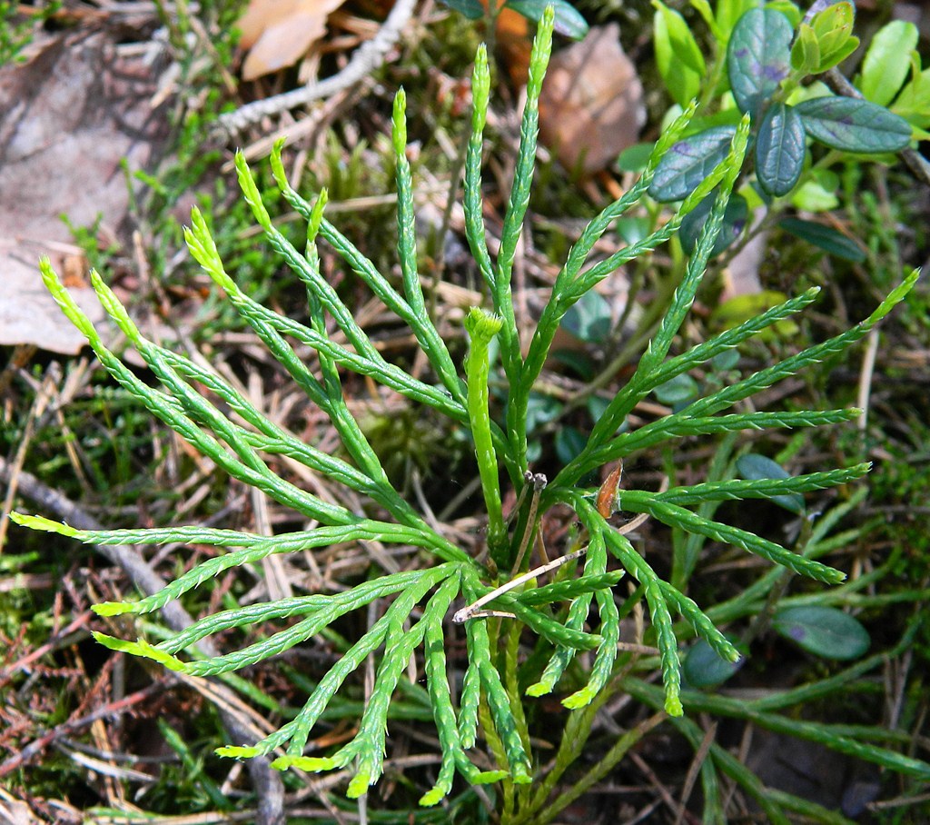 Image of Diphasiastrum complanatum specimen.