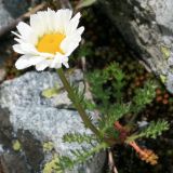 Tripleurospermum caucasicum. Цветущее растение. Карачаево-Черкесия, Архыз, долина р. Аманауз, альпика, 2100 м н. у.м. 14.06.2014.