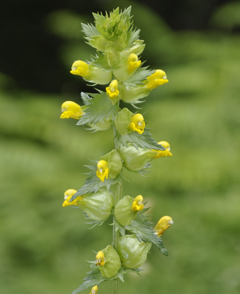 Image of Rhinanthus pindicus specimen.