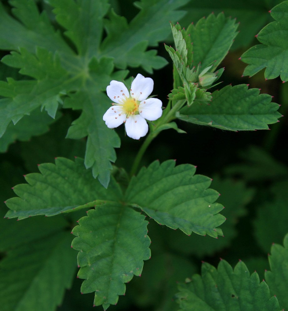 Изображение особи Potentilla elatior.