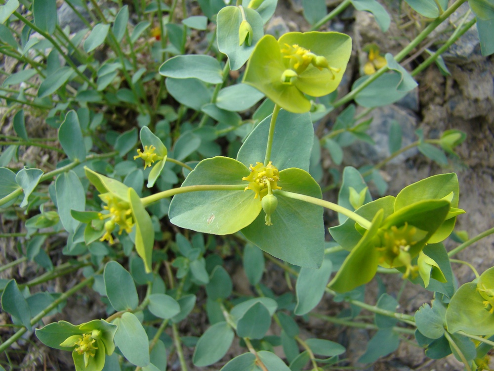 Изображение особи Euphorbia sogdiana.