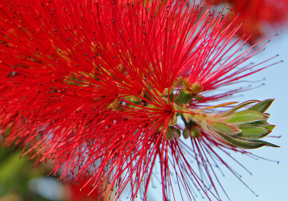 Image of Callistemon citrinus specimen.