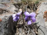 Viola dissecta