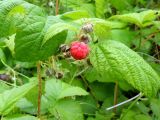 Rubus matsumuranus