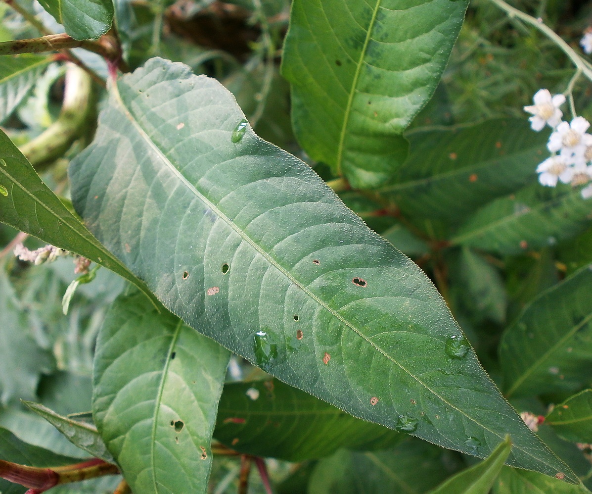 Image of Persicaria lapathifolia specimen.