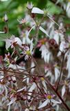 Saxifraga stolonifera