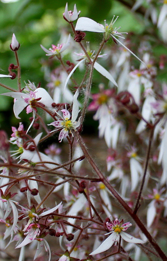 Изображение особи Saxifraga stolonifera.