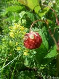 Fragaria campestris. Созревщий плод. Крымский природный заповедник, Бабуган-Яйла. 19.07.2009.