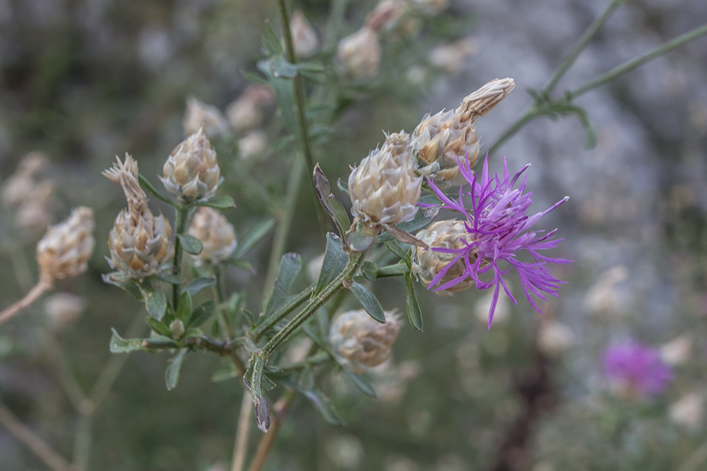 Изображение особи род Centaurea.