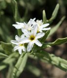 Argusia rosmarinifolia. Цветки. Бурятия, окр. г. Гусиноозерск, между грунтовой дорогой и озером. 11.07.2014.