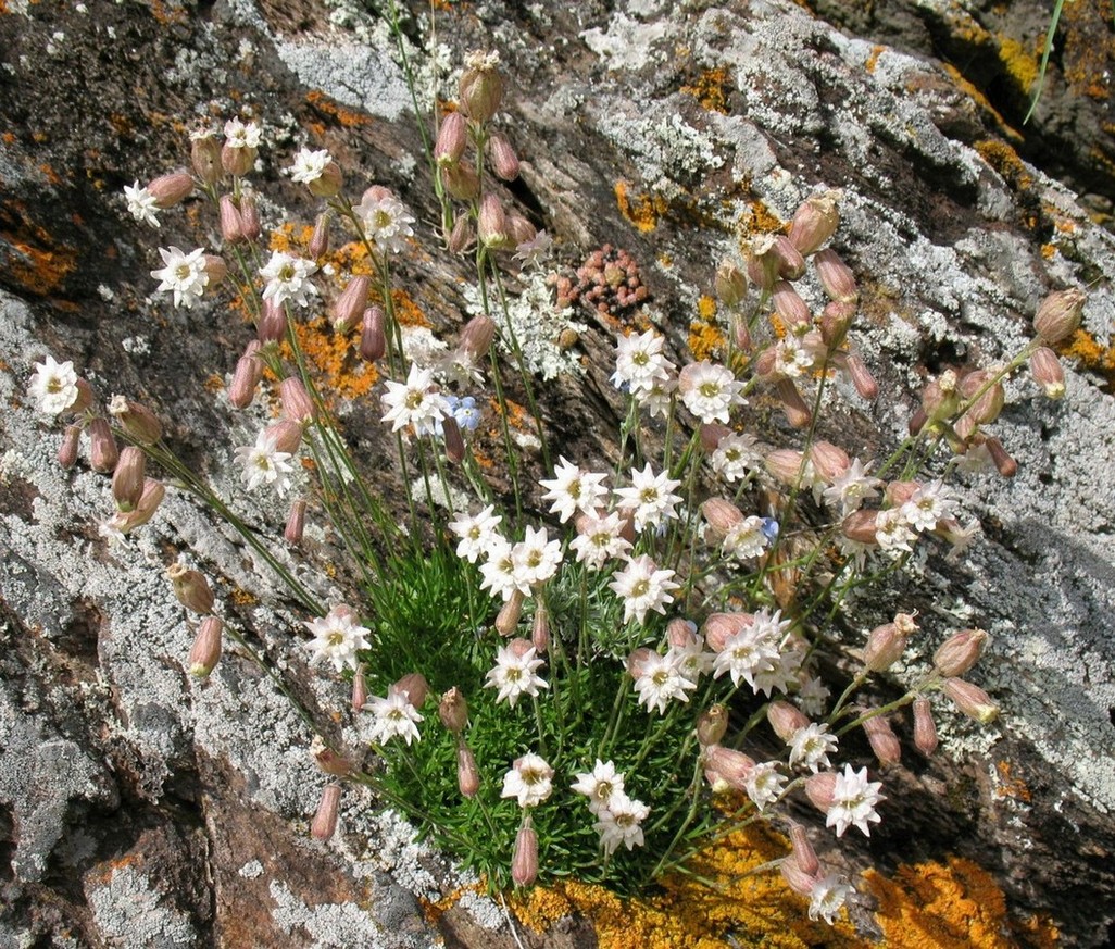 Изображение особи Silene turgida.